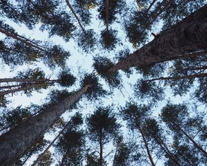 Preview wallpaper trees, bottom view, trunks, branches