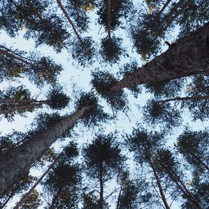 Preview wallpaper trees, bottom view, trunks, branches