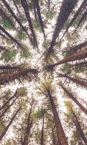 Preview wallpaper trees, bottom view, trunks