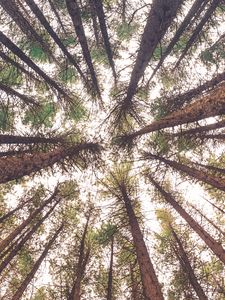 Preview wallpaper trees, bottom view, trunks