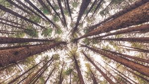 Preview wallpaper trees, bottom view, trunks