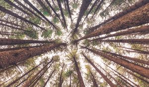 Preview wallpaper trees, bottom view, trunks