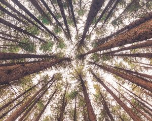 Preview wallpaper trees, bottom view, trunks