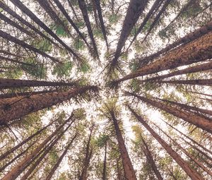 Preview wallpaper trees, bottom view, trunks