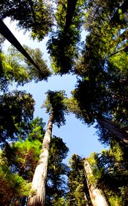 Preview wallpaper trees, bottom view, trunks, leaves, nature