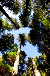 Preview wallpaper trees, bottom view, trunks, leaves, nature