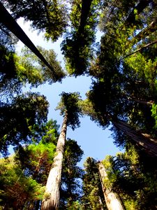 Preview wallpaper trees, bottom view, trunks, leaves, nature