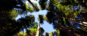 Preview wallpaper trees, bottom view, trunks, leaves, nature