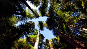 Preview wallpaper trees, bottom view, trunks, leaves, nature