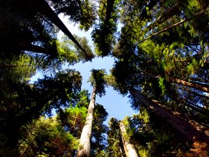 Preview wallpaper trees, bottom view, trunks, leaves, nature