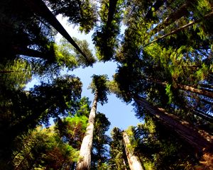 Preview wallpaper trees, bottom view, trunks, leaves, nature