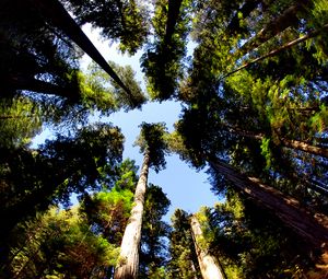 Preview wallpaper trees, bottom view, trunks, leaves, nature