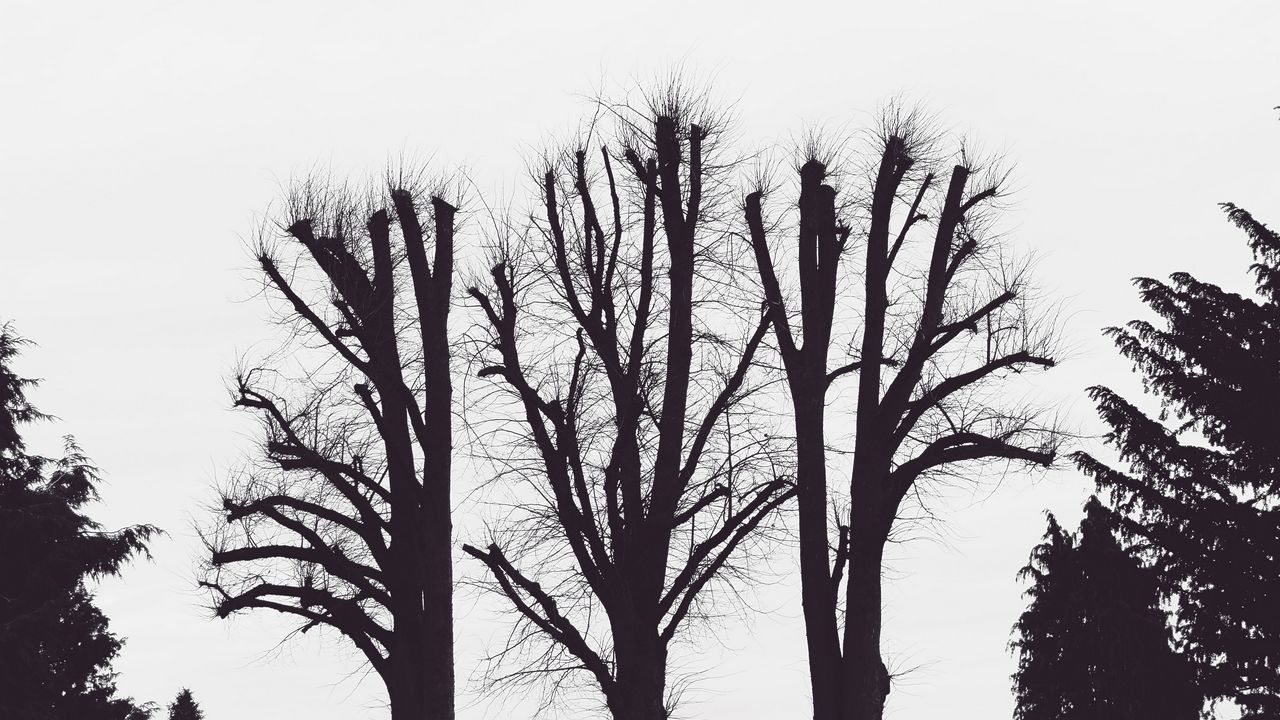 Wallpaper trees, branches, aesthetic, bw