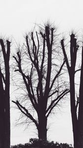 Preview wallpaper trees, branches, aesthetic, bw