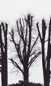 Preview wallpaper trees, branches, aesthetic, bw