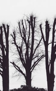 Preview wallpaper trees, branches, aesthetic, bw