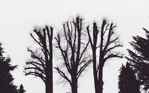 Preview wallpaper trees, branches, aesthetic, bw