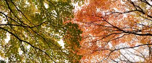 Preview wallpaper trees, branches, autumn, bottom view