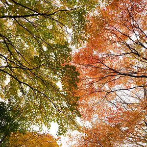 Preview wallpaper trees, branches, autumn, bottom view