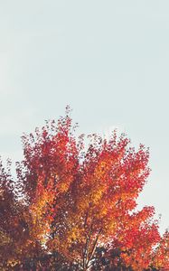 Preview wallpaper trees, branches, autumn, leaves, sky