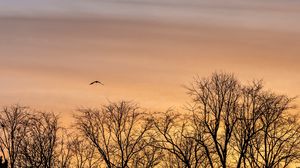 Preview wallpaper trees, branches, bird