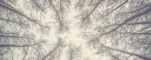 Preview wallpaper trees, branches, bottom view, bright, sky