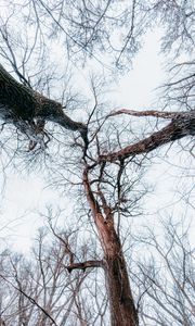 Preview wallpaper trees, branches, bottom view, forest