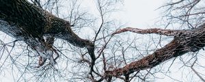 Preview wallpaper trees, branches, bottom view, forest