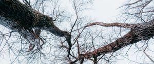 Preview wallpaper trees, branches, bottom view, forest