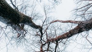 Preview wallpaper trees, branches, bottom view, forest