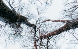 Preview wallpaper trees, branches, bottom view, forest