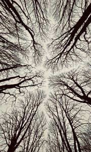 Preview wallpaper trees, branches, bottom view, sky