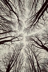 Preview wallpaper trees, branches, bottom view, sky