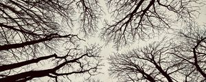 Preview wallpaper trees, branches, bottom view, sky