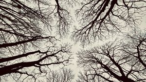 Preview wallpaper trees, branches, bottom view, sky