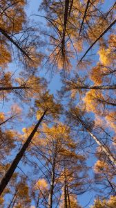 Preview wallpaper trees, branches, bottom view, sky, autumn