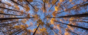 Preview wallpaper trees, branches, bottom view, sky, autumn