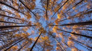 Preview wallpaper trees, branches, bottom view, sky, autumn