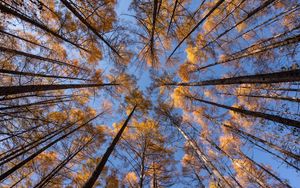 Preview wallpaper trees, branches, bottom view, sky, autumn