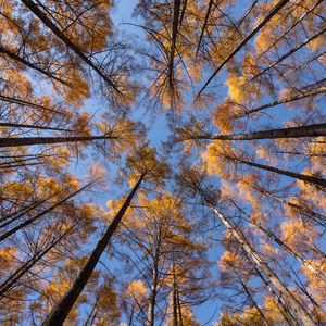 Preview wallpaper trees, branches, bottom view, sky, autumn