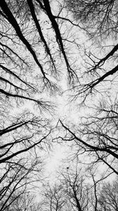 Preview wallpaper trees, branches, bottom view, sky, black and white