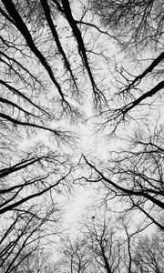 Preview wallpaper trees, branches, bottom view, sky, black and white