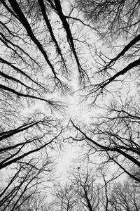 Preview wallpaper trees, branches, bottom view, sky, black and white