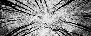 Preview wallpaper trees, branches, bottom view, sky, black and white