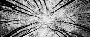 Preview wallpaper trees, branches, bottom view, sky, black and white