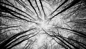 Preview wallpaper trees, branches, bottom view, sky, black and white