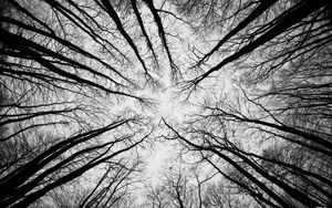 Preview wallpaper trees, branches, bottom view, sky, black and white