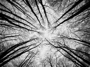 Preview wallpaper trees, branches, bottom view, sky, black and white