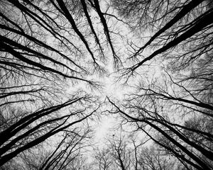 Preview wallpaper trees, branches, bottom view, sky, black and white