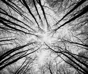 Preview wallpaper trees, branches, bottom view, sky, black and white